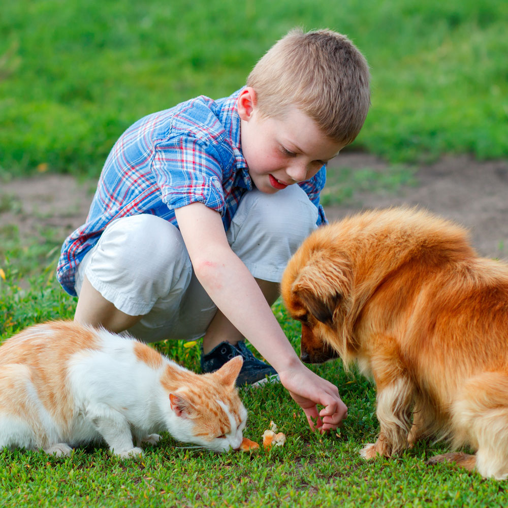 mosquito flea and tick control