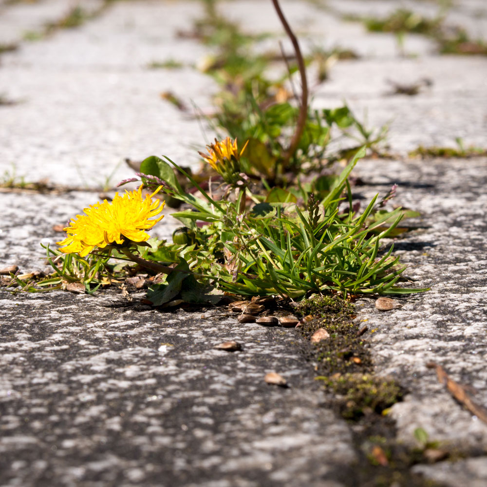 weed control services