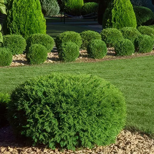 tree and shrub care